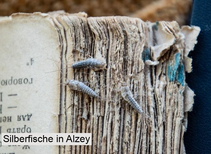 Silberfische in Alzey